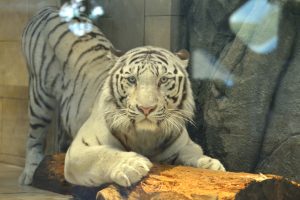 ニフレルを子どもと楽しもう!ホワイトタイガーなど動物が間近な新感覚ミュージアム