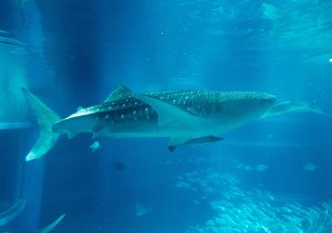 【取材レポ】海遊館はジンベエザメもいる大阪の巨大水族館!子ども連れの楽しみ方は?