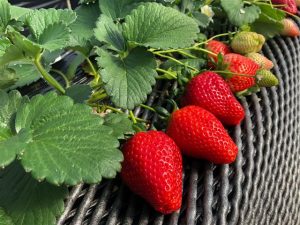 スカイベリー狩りも予約可!栃木県のおすすめいちご狩りスポット(~2022年5月頃)