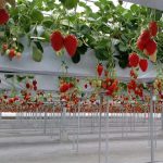 知多半島・半田・常滑のおすすめいちご狩り＆子連れドライブスポット（2025春/愛知）