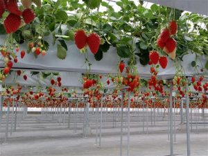 知多半島・半田・常滑のおすすめいちご狩り＆子連れドライブスポット（2025春/愛知）