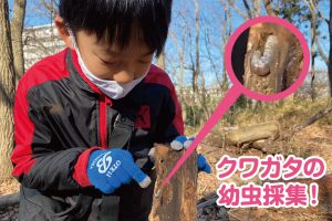 クワガタの幼虫採集!