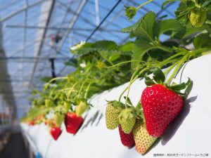 子連れOKの関東甲信越のいちご狩りスポット。周辺の観光名所にも立ち寄って2倍楽しい