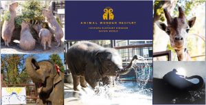 「市原ぞうの国」と「サユリワールド」が2021年大規模リニューアル!「ANIMAL WONDER REZOURT」へ