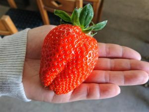 食べ放題のあまおう狩りも!福岡県のおすすめいちご狩りスポット(~2022年5月頃)