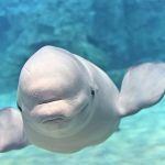 シロイルカ(ベルーガ)とは？日本のおすすめ水族館を紹介！性格や知能、おでこの秘密