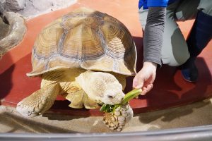 姫路市立水族館は、亀・ペンギンの餌やりが必見!サメにタッチ、お土産、駐車場もレポ