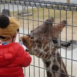 姫路セントラルパークのサファリを子連れで楽しもう！マイカーOK、餌やりも充実！