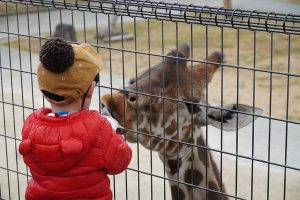姫路セントラルパークのサファリを子連れで楽しもう!マイカーOK、餌やりも充実!