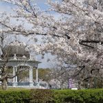 愛知県で桜・お花見がおすすめの大型公園（2025春）子ども連れで桜散歩！