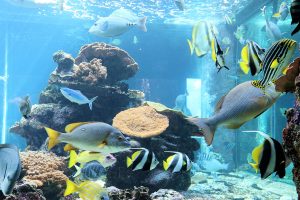 串本海中公園の見どころは?水族館でウミガメの赤ちゃんにタッチ!海中展望塔も必見