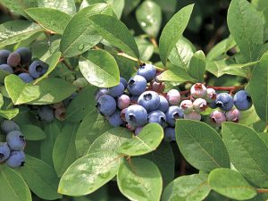 埼玉県の夏の味覚&果物狩り!ブルーベリー狩りや野菜収穫体験など