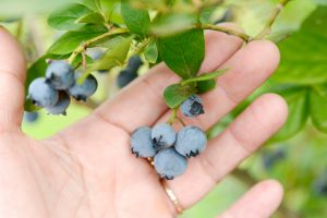 長野県の夏の味覚&果物狩り!さくらんぼ狩り・ブルーベリー狩りなど