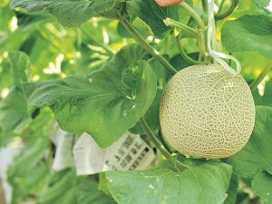 愛知・三重の夏の味覚&果物狩り!メロン狩り・ブルーベリー狩りなど