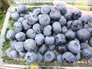 鳥取・島根の夏の果物狩り!ブルーベリー狩り・さくらんぼ狩り
