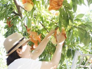 岡山県の白桃狩りスポット2選（7月～9月上旬）夏の味覚&果物狩り