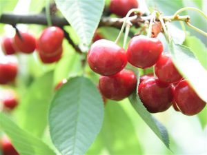 広島県の夏の味覚&果物狩り！さくらんぼ狩り・桃狩り・梅狩りなど