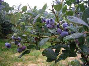 四国(徳島・愛媛の)夏の味覚&果物狩り!ブルーベリー狩り・桃狩りなど