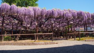 子どもと行きたい関東甲信越の花の絶景スポット。樹齢1200年の藤棚など必見!