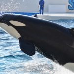 シャチがいる日本の水族館は3つ！生態や寿命は？なぜ白黒模様？アイパッチって？
