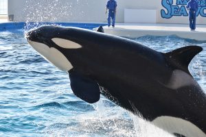 シャチがいる日本の水族館は3つ!生態や寿命は?なぜ白黒模様?アイパッチって?