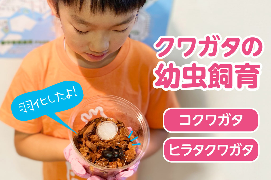 クワガタの幼虫飼育 コクワガタ ヒラタクワガタ