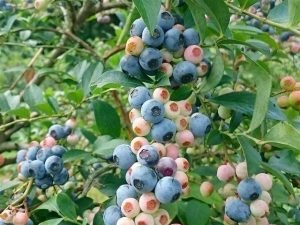 九州(長崎・熊本・大分・鹿児島)の夏の味覚&果物狩り!ブルーベリー狩りなど