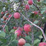 天童・東根・寒河江の秋の味覚&果物狩り9選！ぶどう狩り・りんご狩りなど