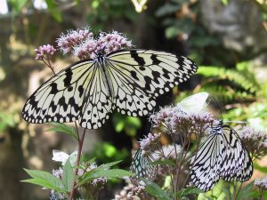 関東のおすすめ昆虫館!世界のカブトムシ・クワガタ・蝶の観察やふれあいなど