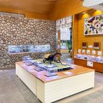 東海のおすすめ昆虫館！世界の昆虫標本展示や、採集体験・観察会がある公園も