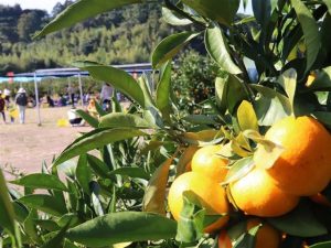 四国の秋の味覚&果物狩り!香川・高知のみかん狩り、徳島の梨狩りなど
