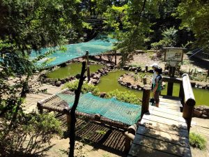 ありのみコース(市川市)のアスレチックを完全制覇!全長60mのターザンロープも