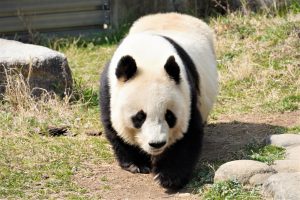 神戸市立王子動物園の見どころは?パンダのタンタン&コアラは必見、幼児も遊べる遊園地も