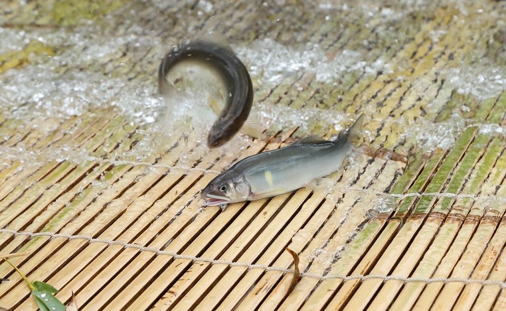 東海の魚つかみ取り体験スポット。初心者も安心な「やな」や池で子ども ...