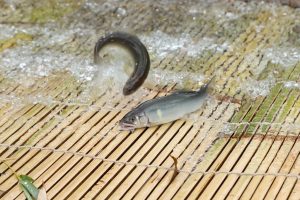 東海の魚つかみ取り体験スポット！川遊び・釣り・バーベキューも楽しみ