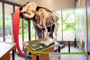 【TENNOJI ZOO MUSEUM】天王寺動物園でゾウの骨格標本を見よう!人気のランチ、お土産など紹介