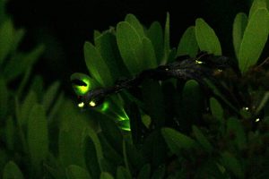 ヘイケボタルの生態や時期は?東武動物公園の「ほたリウム」なら1年中観賞できる!
