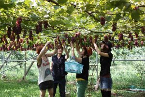 山梨でフルーツ三昧!果物狩りや加工体験、フルーツ温泉などを楽しもう