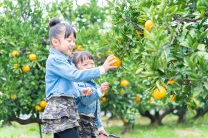 東海の味覚狩りスポット。種類豊富なぶどうやみかんの収穫、バーベキューや遊具も楽しい