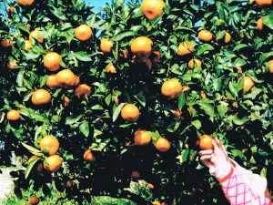 堺市・南楽園で秋のみかん狩り・梨狩り・芋掘りを体験!バーベキューや釣りも楽しめる