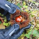中政園（箕面市）で栗拾い・芋掘り・しいたけ狩りとバーベキュー！実りの秋を大満喫