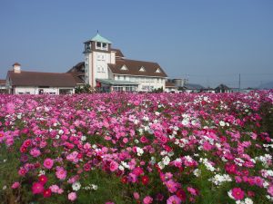 関西でコスモス畑のあるスポット。動物とのふれあいや体験教室も
