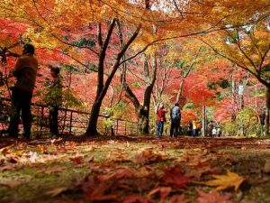 ［中国］秋の絶景！紅葉ハイキング・紅葉散歩のおすすめスポット（～11月下旬）