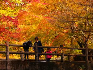 ［九州］秋の絶景！紅葉ハイキング・紅葉散歩のおすすめスポット（～12月上旬）