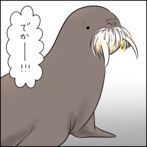 思ったよりずっと近づいてくる、セイウチふれあいタイム|3歳とおでかけ in 鳥羽水族館④