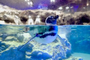 子どもに人気のお仕事に注目!|ペンギンの飼育員さん(すみだ水族館 大城さん)<お仕事編>