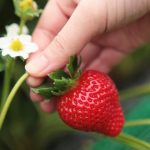 食べ放題！福岡県のあまおう狩りもできるいちご狩りスポット（～2025年5月頃）