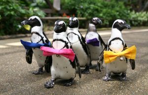 雨でもOK!松江フォーゲルパークは動かない鳥ハシビロコウ&ペンギンの散歩が人気