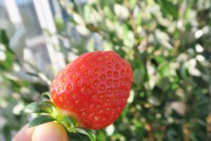 京成バラ園にいちご狩り施設オープン!オズの国の演出がユニーク(千葉県八千代市)