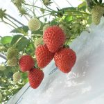 渥美半島・田原のおすすめいちご狩り＆子連れドライブスポット（2025春/愛知）